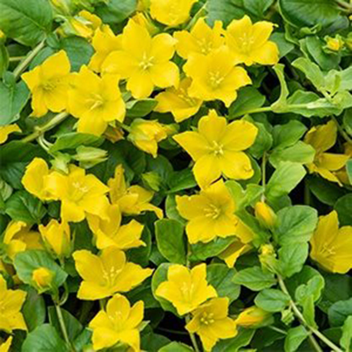 Moneywort Lysimachia nummularia yellow - Marsh plant, waterside plant