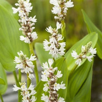 Pickerel weed Pontederia 'Alba' white - Marsh plant, waterside plant