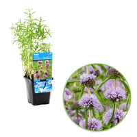 English water mint Mentha cervina purple - Marsh plant, waterside plant