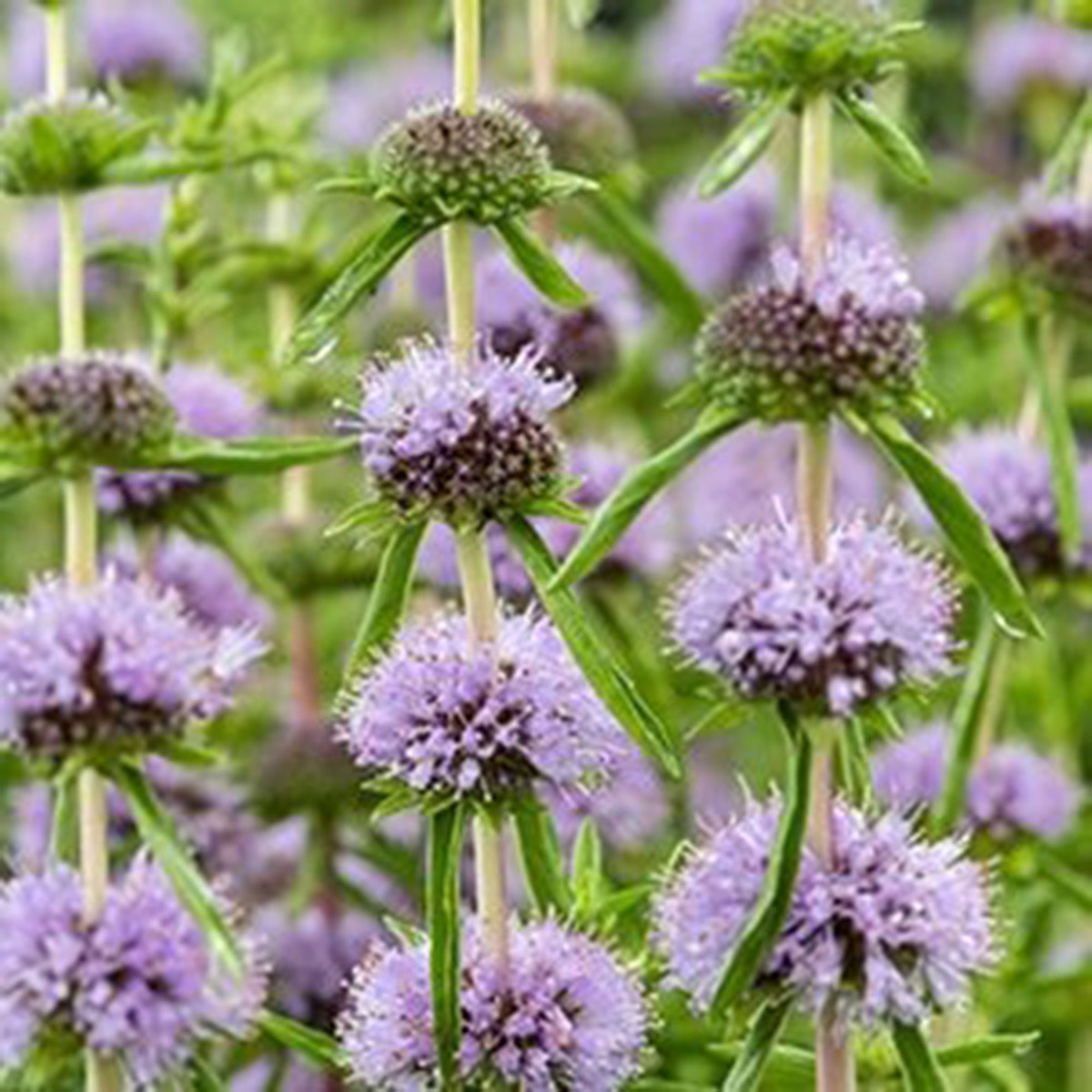 English water mint Mentha cervina purple - Marsh plant, waterside plant