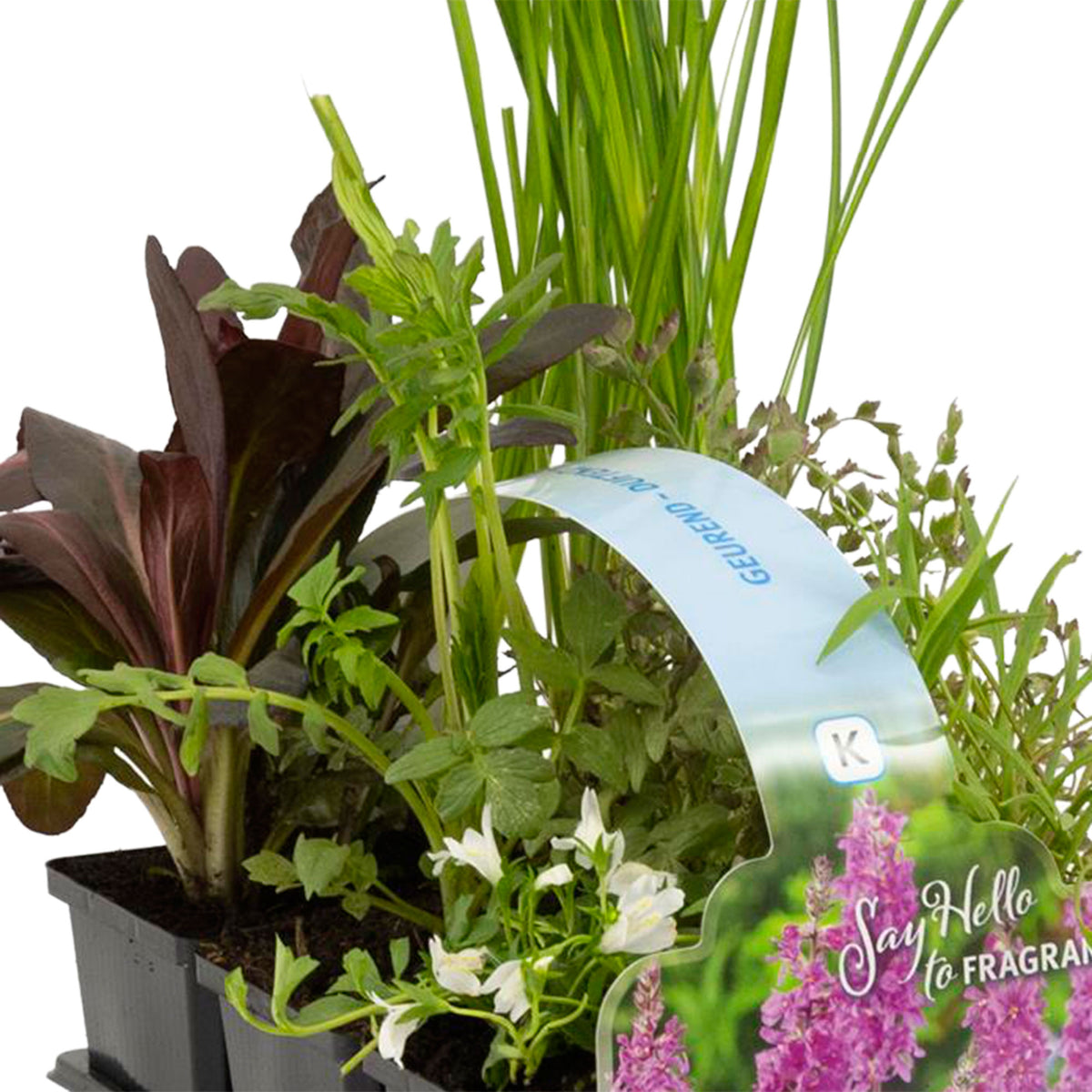 6x Fragrant aquatic plants - Mix - Waterside plant