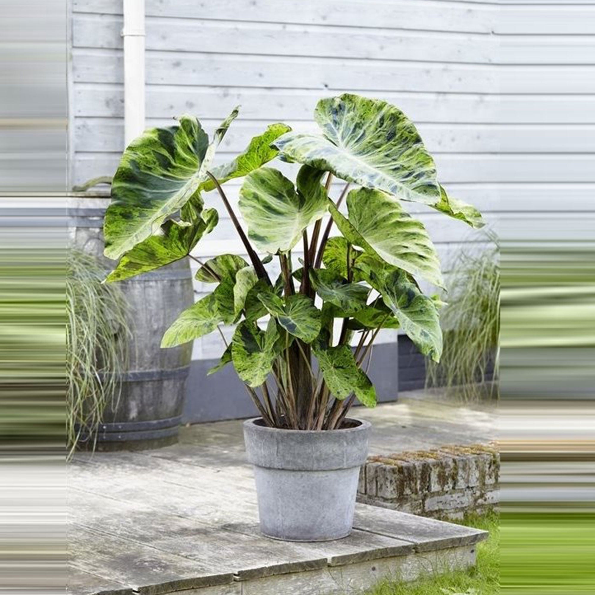 elephant ear plant outdoor uk Buy pond plants now Elephant's ear Colocasia 'Mojito' - Marsh plant, waterside plant
