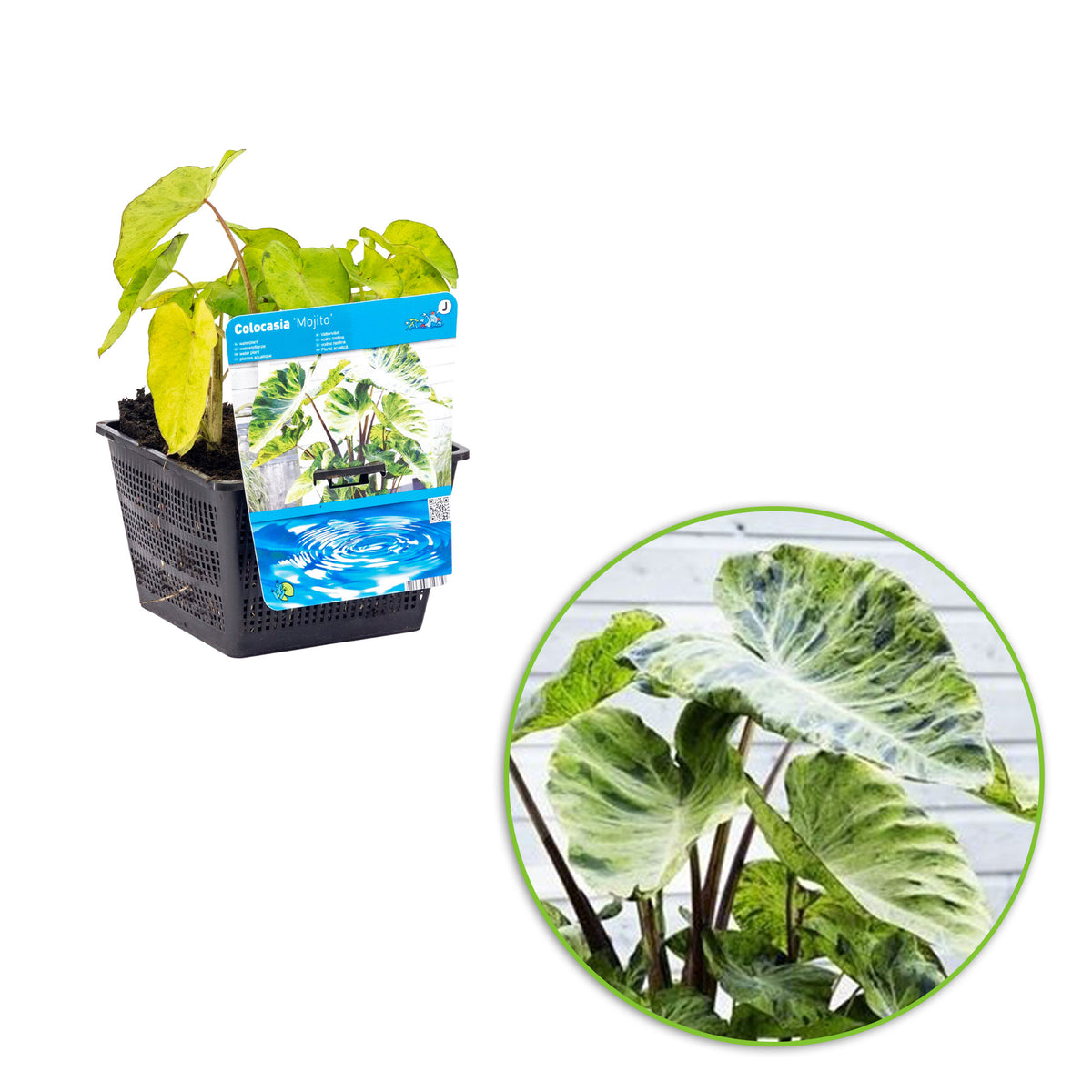 Elephant's ear Colocasia 'Mojito' - Marsh plant, waterside plant