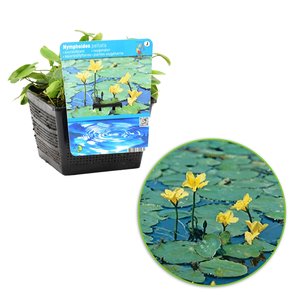 Yellow floating heart Nymphoides peltata yellow Incl. pond basket - Marsh plant, Water plant, Oxygenating plant