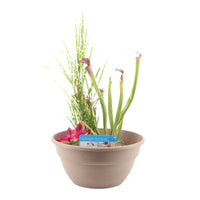 Patio pond - Mix 'Peaceful Pond' taupe including three aquatic plants Red-Blue-Green