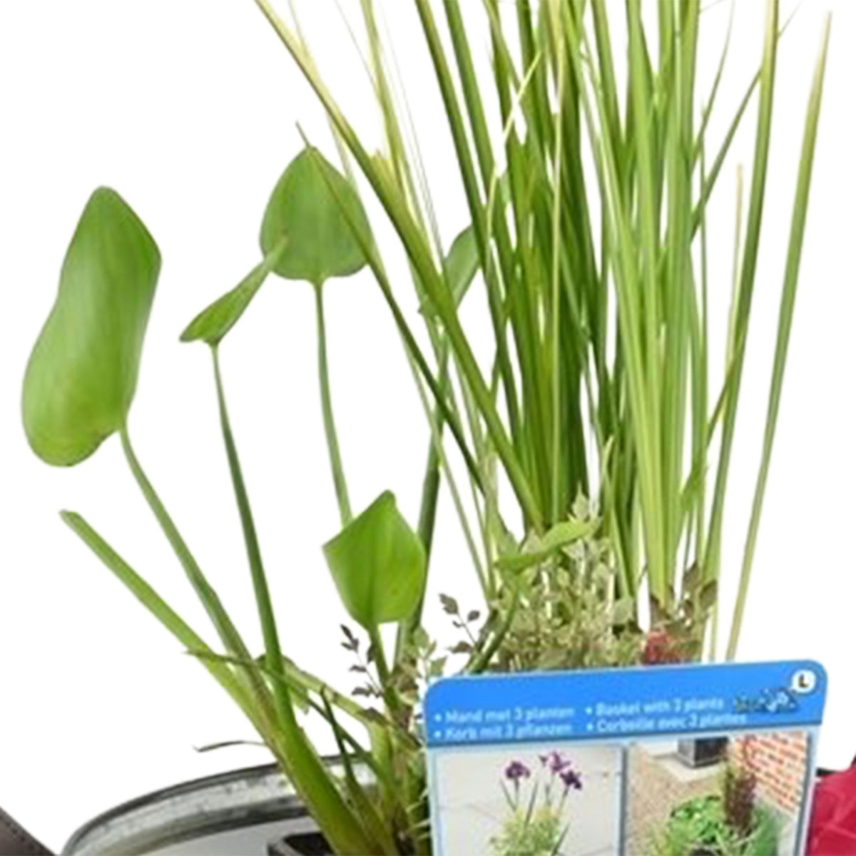 Patio pond - Mix 'Patio plunge pool' grey including three aquatic plants Red-Blue-Green