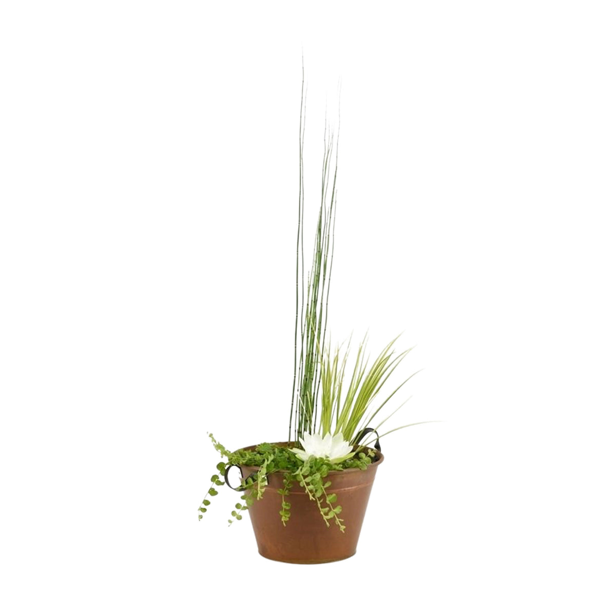 Patio pond - Mix 'Racy Rust' brown including three aquatic plants Red-Blue-Green