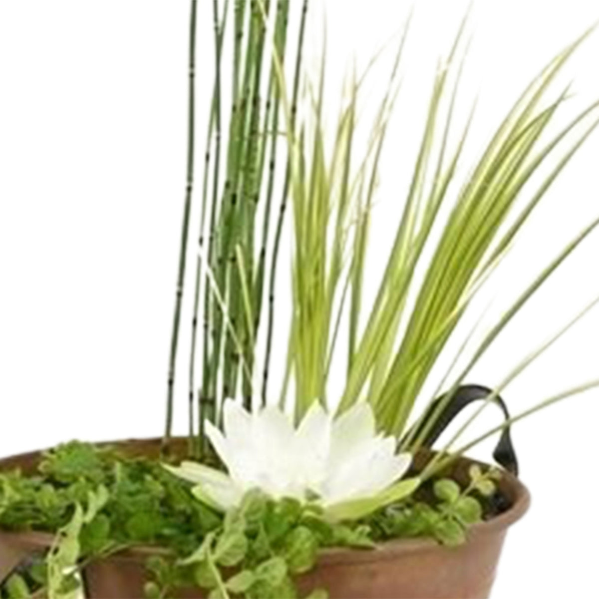 Patio pond - Mix 'Racy Rust' brown including three aquatic plants Red-Blue-Green