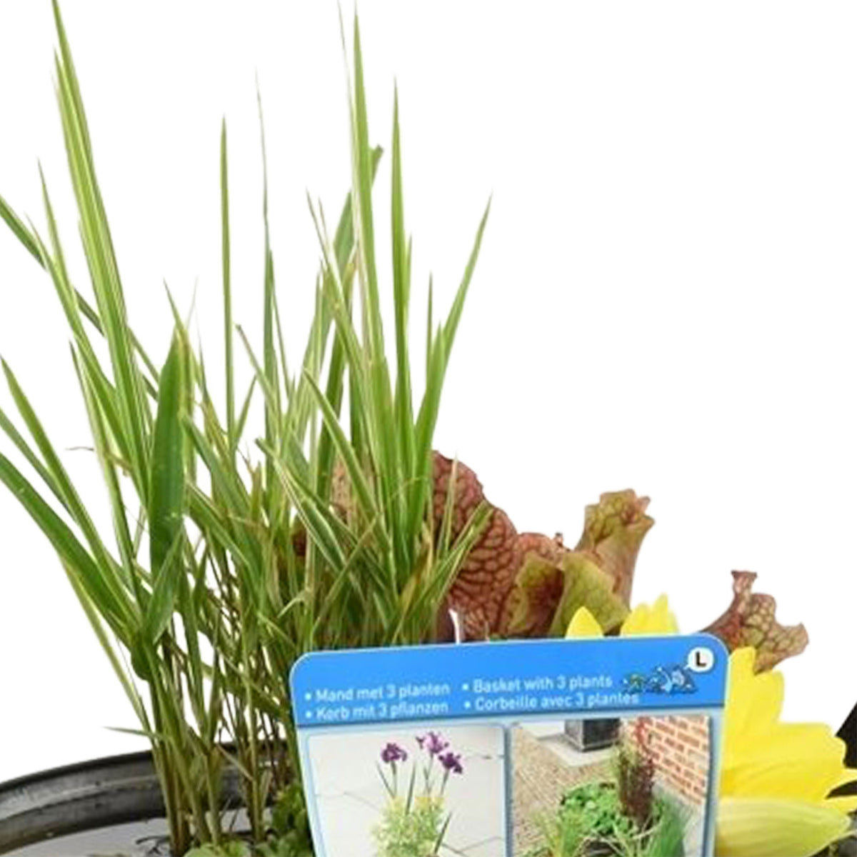 Patio pond - Mix 'Submerged Sublime' anthracite including three aquatic plants