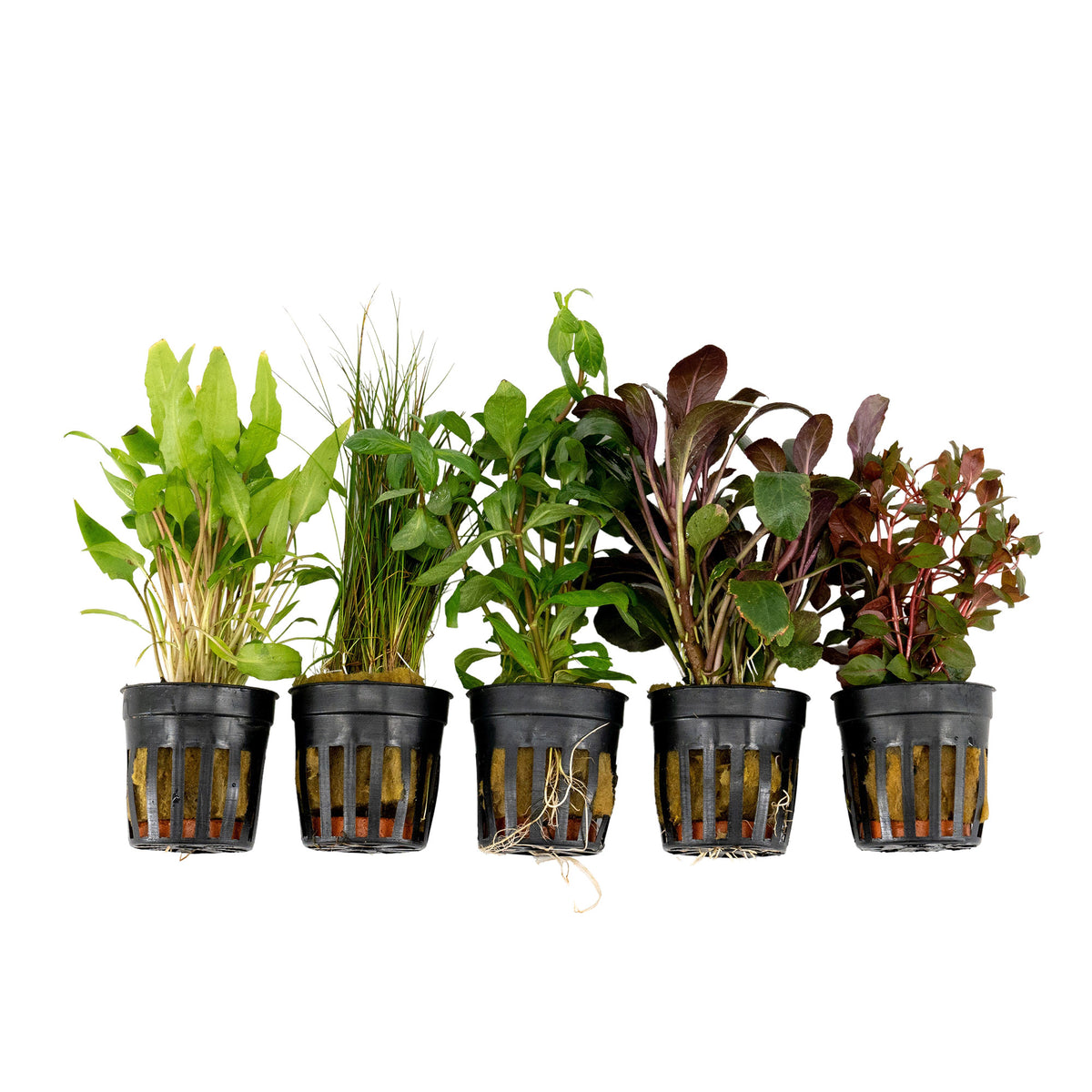 5x Aquarium plants - Mix 'Tropical Tank'