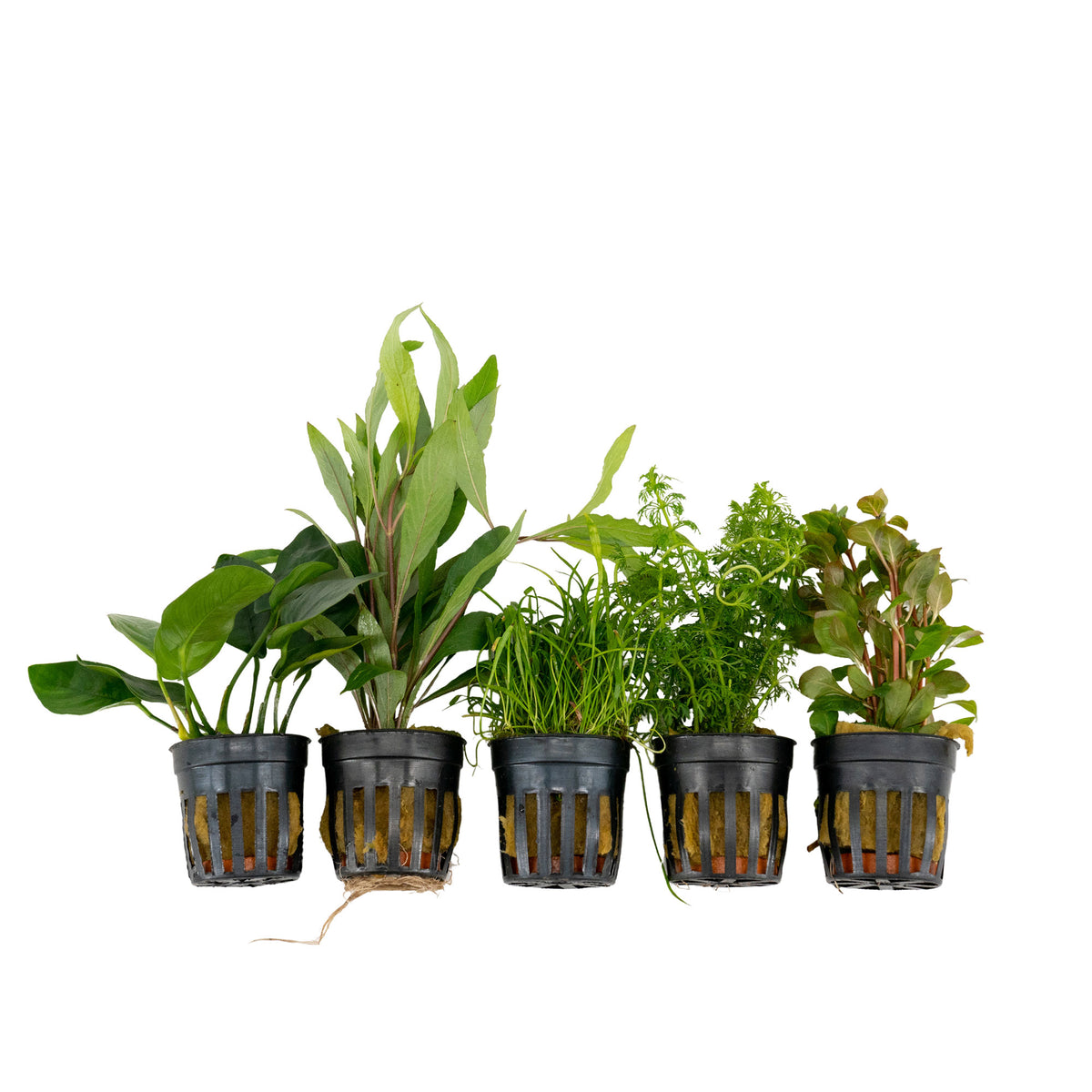 5x Aquarium plants - Mix 'Healthy Green Hues'