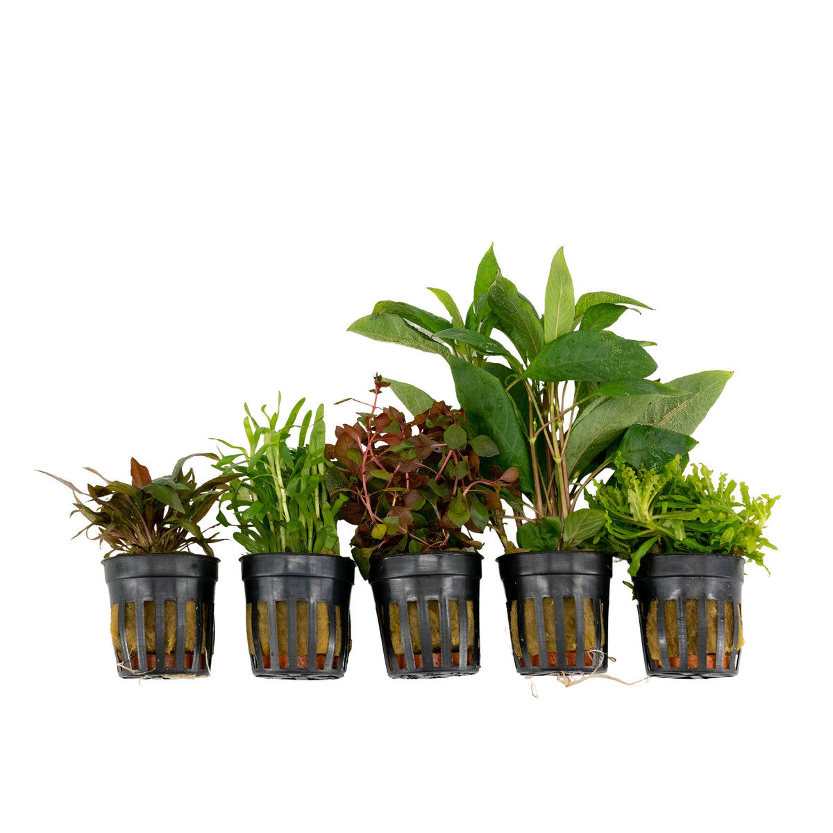 5x Aquarium plants - Mix 'Compelling Colours'