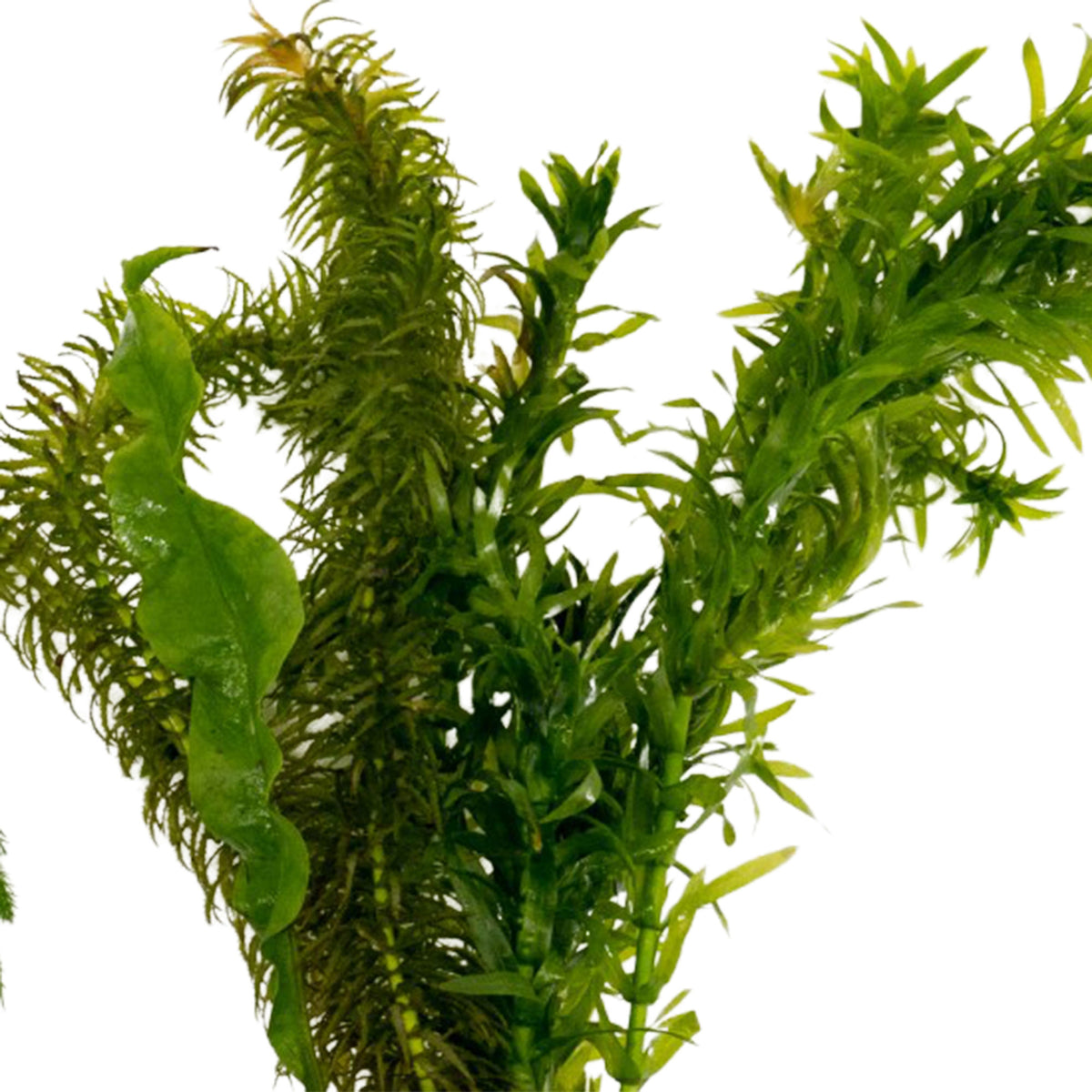 3x Aquarium plants - Mix 'Frisky Fish'