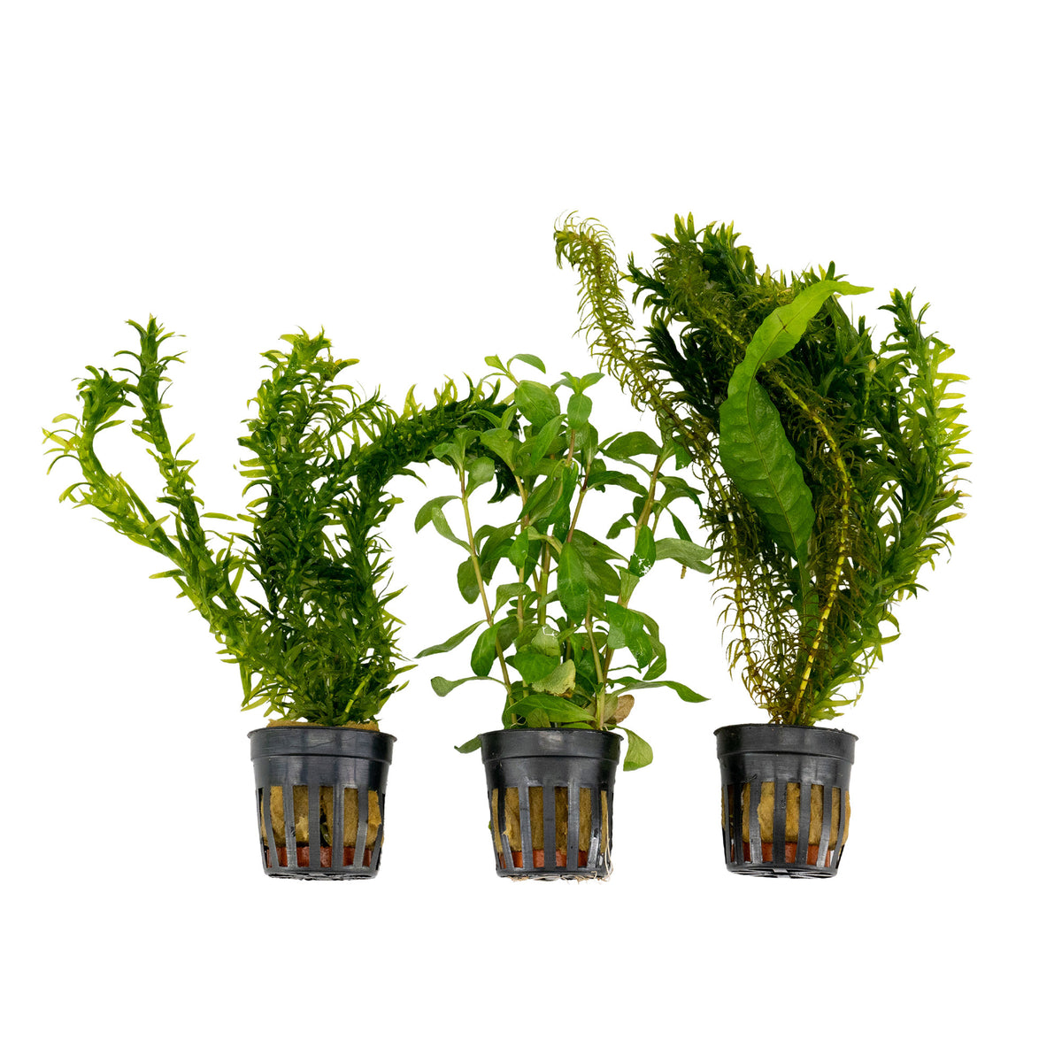 3x Aquarium plants - Mix 'Flying Fish'