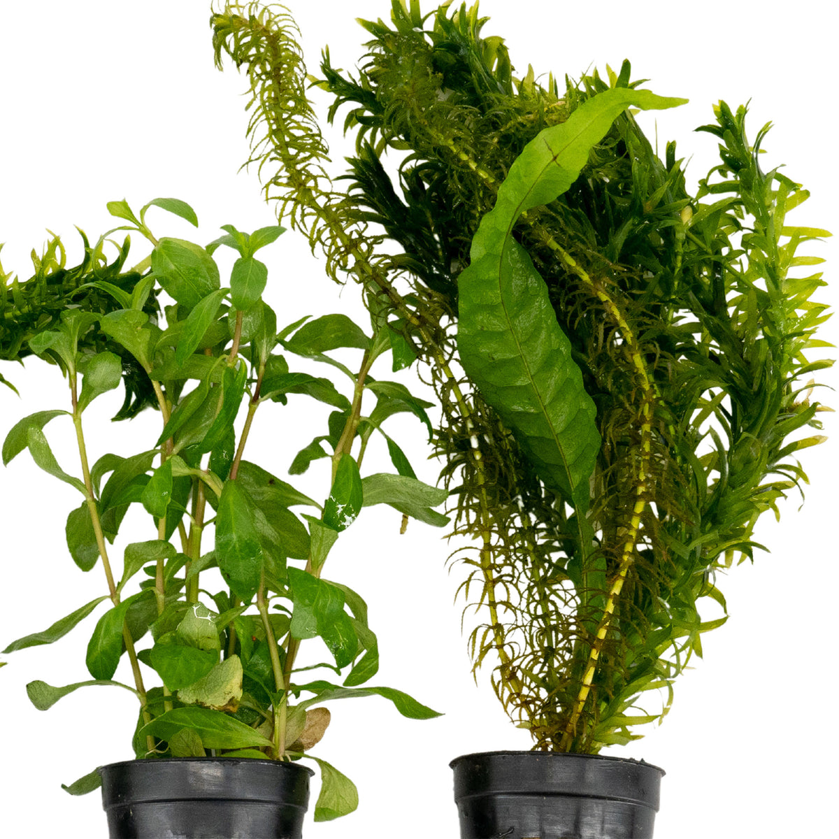 3x Aquarium plants - Mix 'Flying Fish'