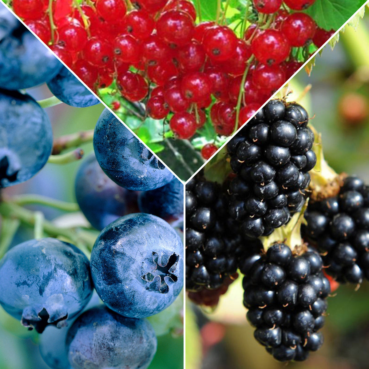 3x Fruit bush redcurrant 'Jonkheer van Tets', blueberry 'Reka', blackberry 'Black Satin' - Mix 'Fruity jam' - Organic