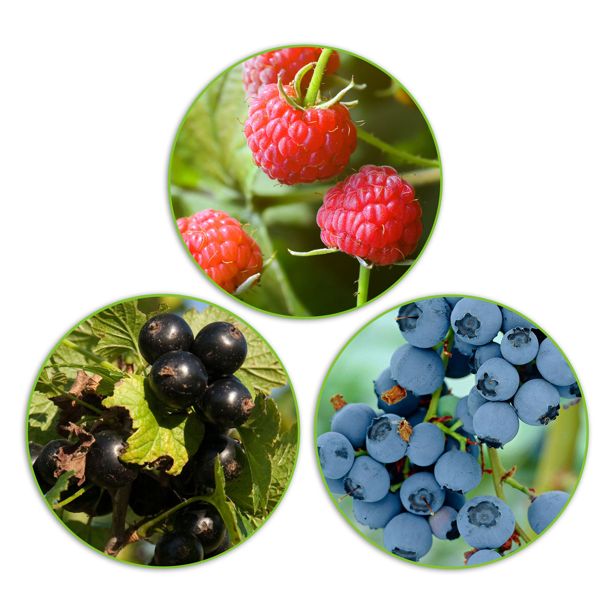 3x Blackcurrant 'Little Black Sugar', dwarf raspberry 'Little Sweet Sister', blueberry 'Little Blue Wonder' - Mix 'Child-friendly growing' - Organic
