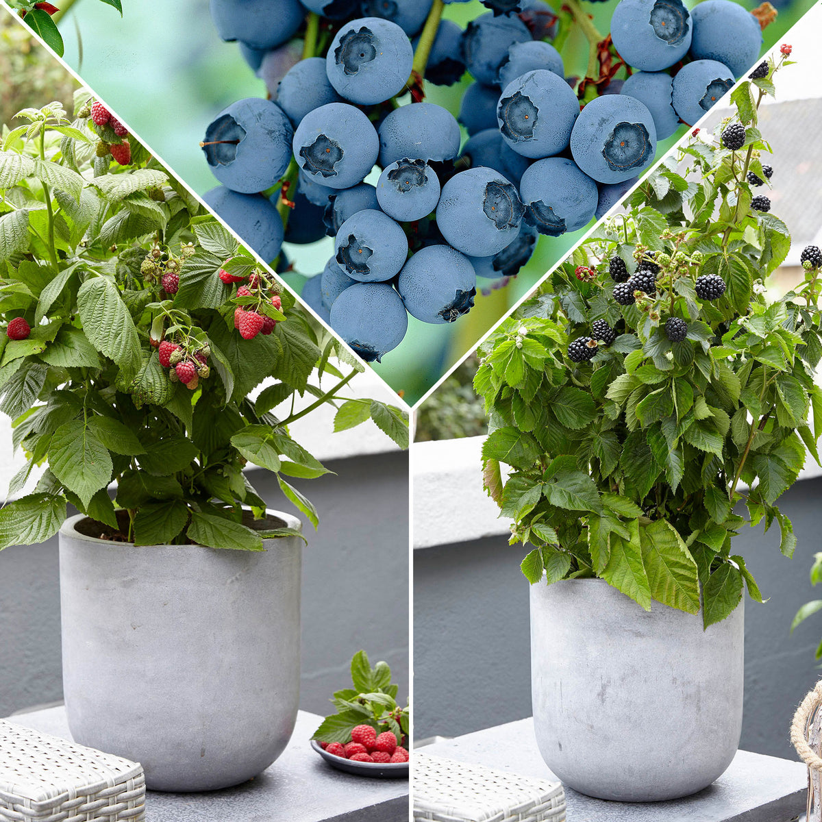 3x Dwarf blackberry 'Little Black Prince', dwarf raspberry 'Little Sweet Sister', blueberry 'Little Blue Wonder' - Mix 'Dwarf fruit' - Organic