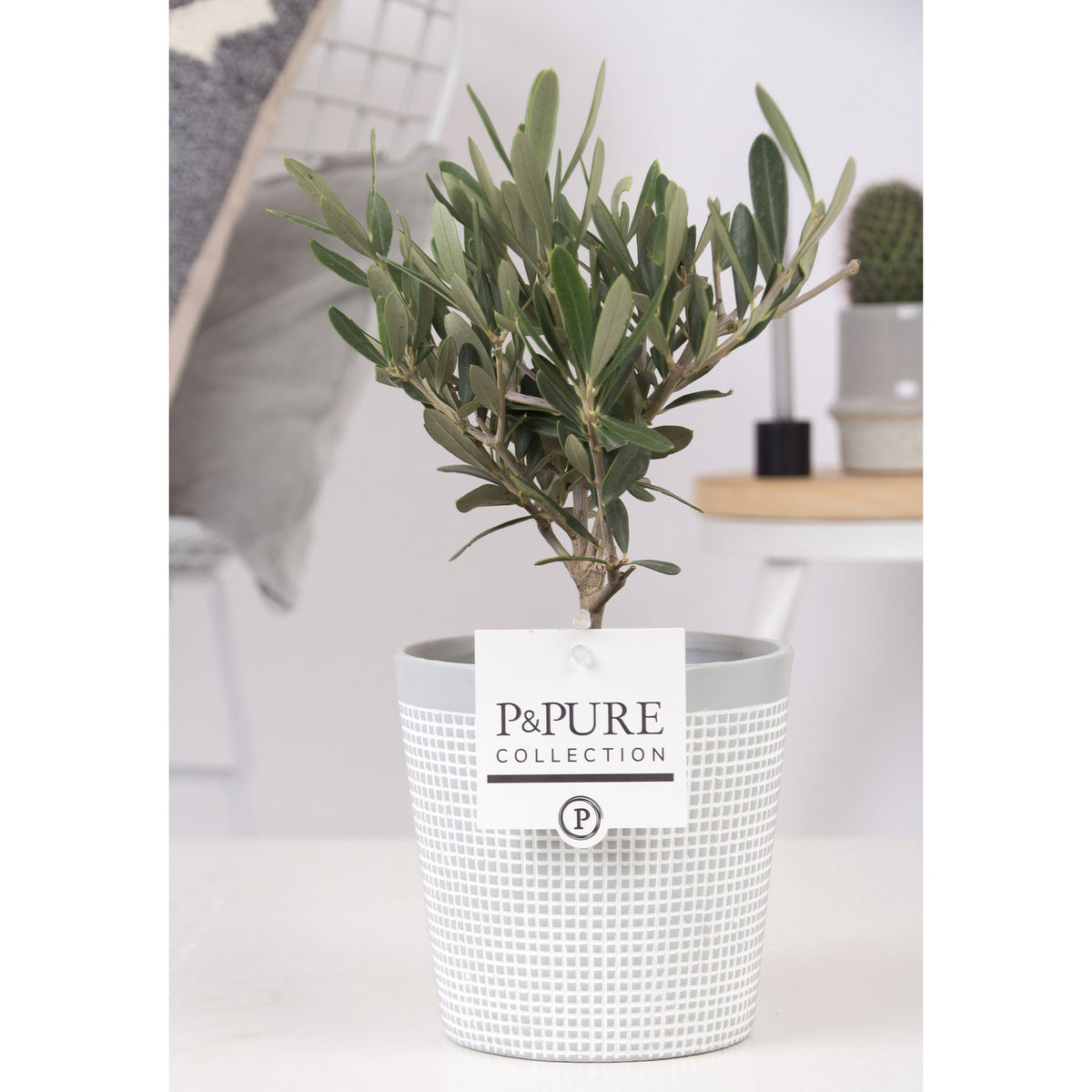 Olive tree Olea europaea with decorative stoneware pot