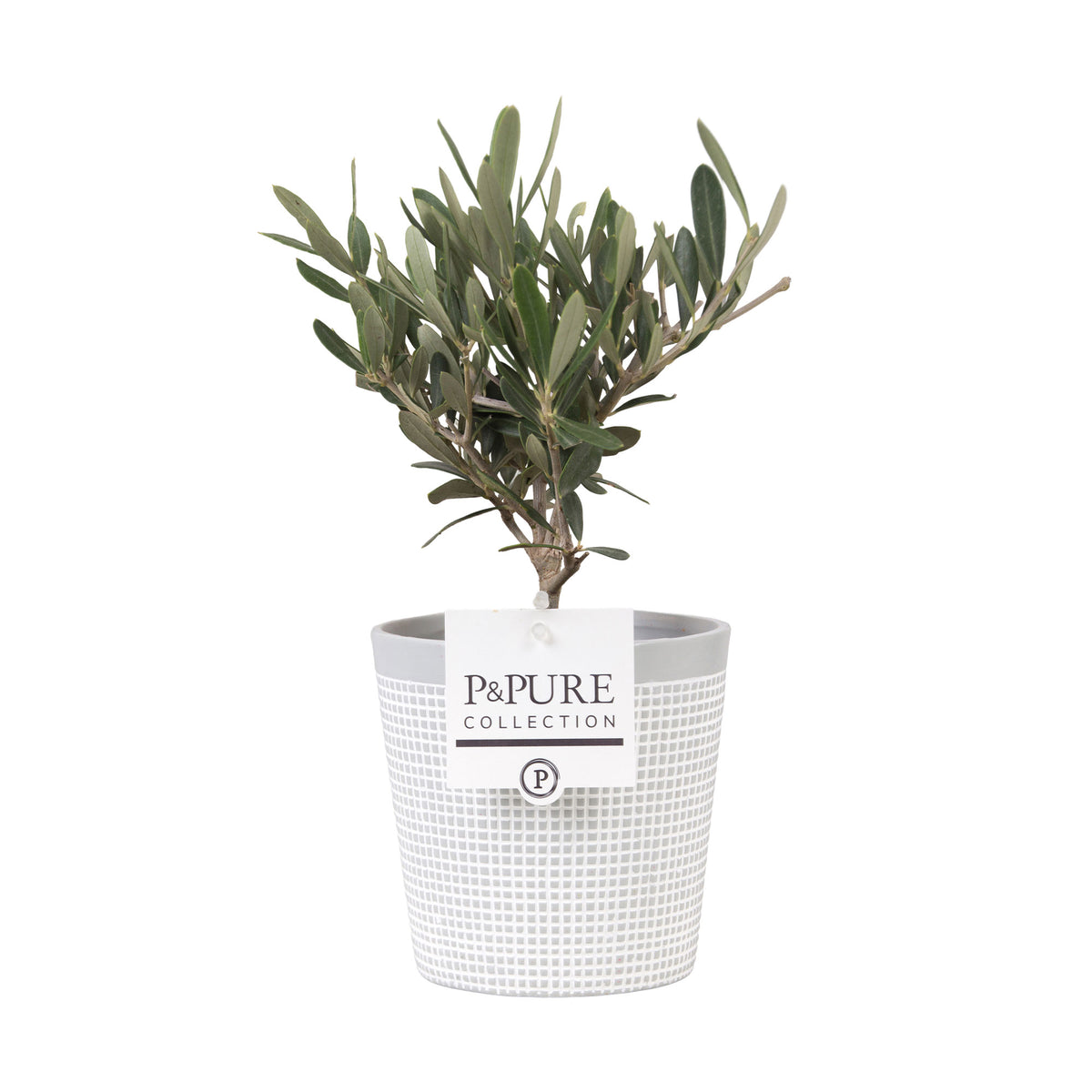 Olive tree Olea europaea with decorative stoneware pot