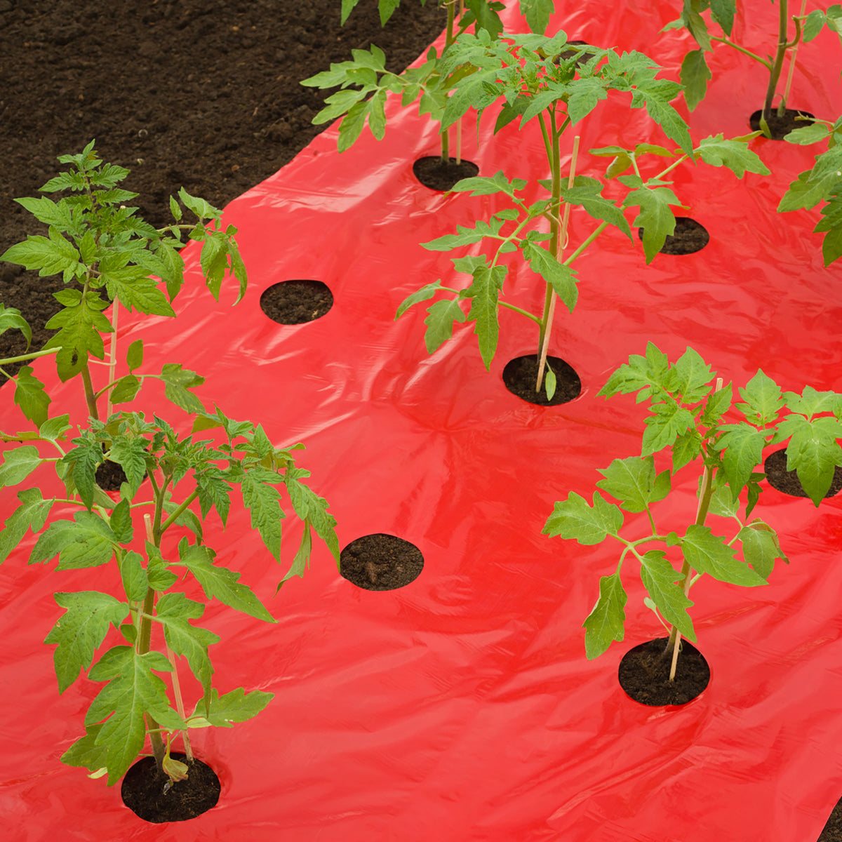 Nature Tomato fleece