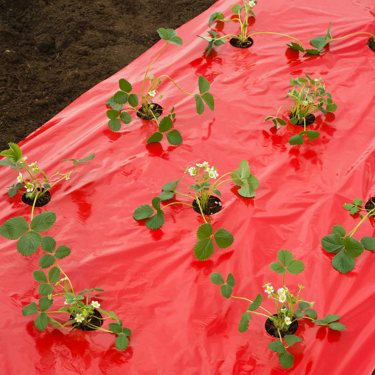Nature Strawberry fleece Red