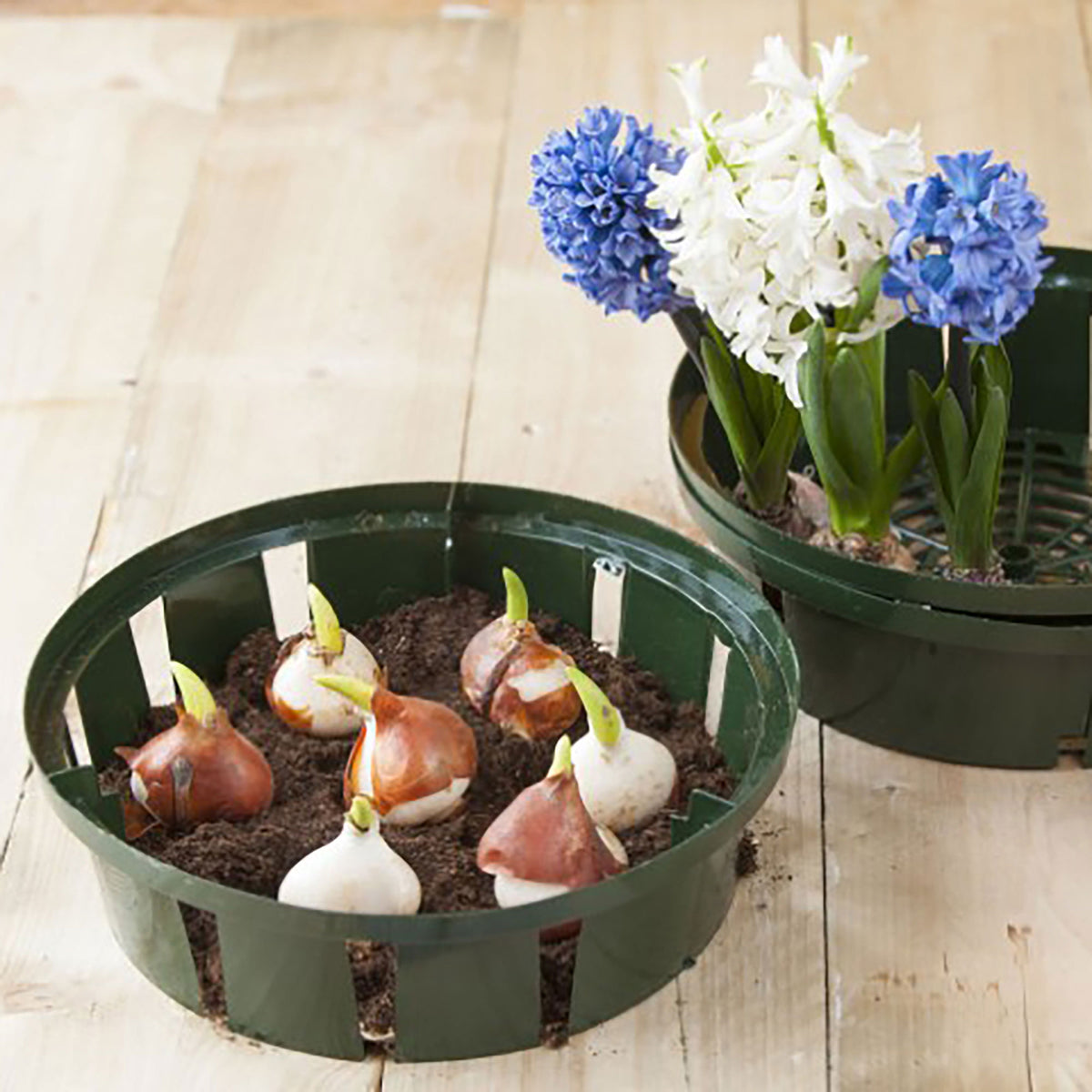 Nature Flower bulb plant basket round
