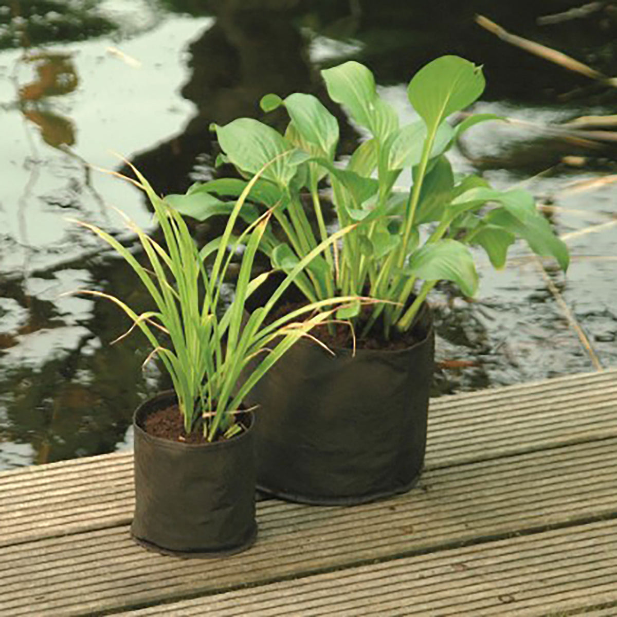 Water plant bag - Hemisphere