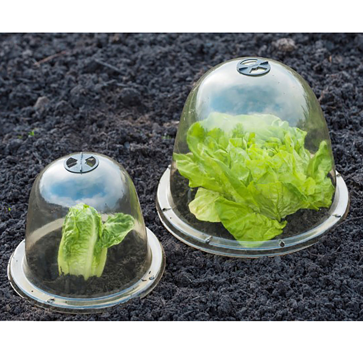 3x Nature Cloche with ground pegs