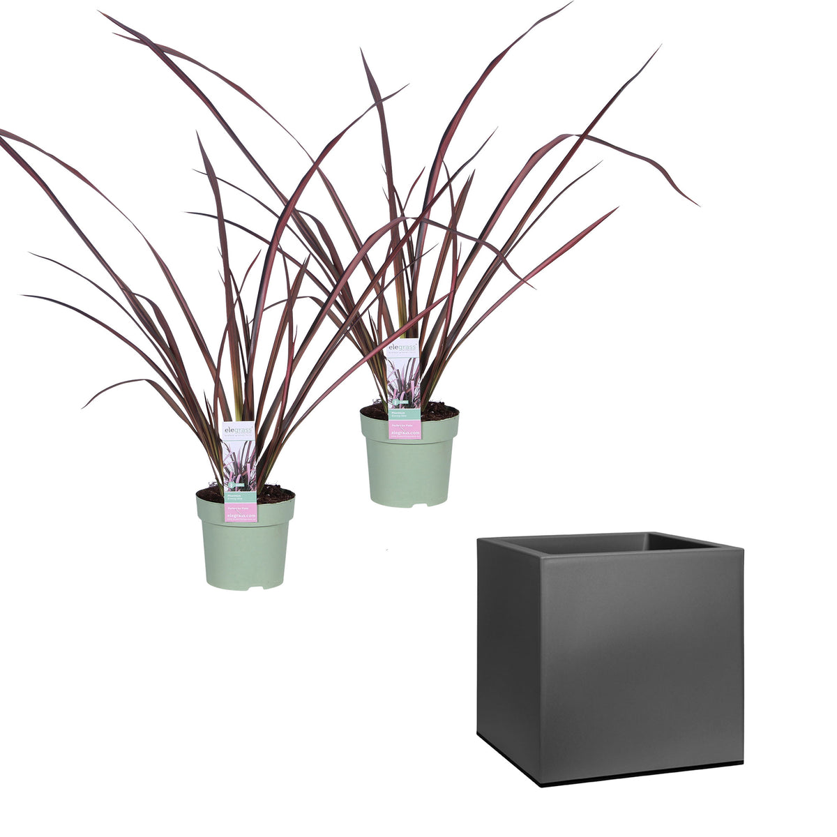 New Zealand flax 'Pink Flamingo' incl. decorative pot - Hardy plant