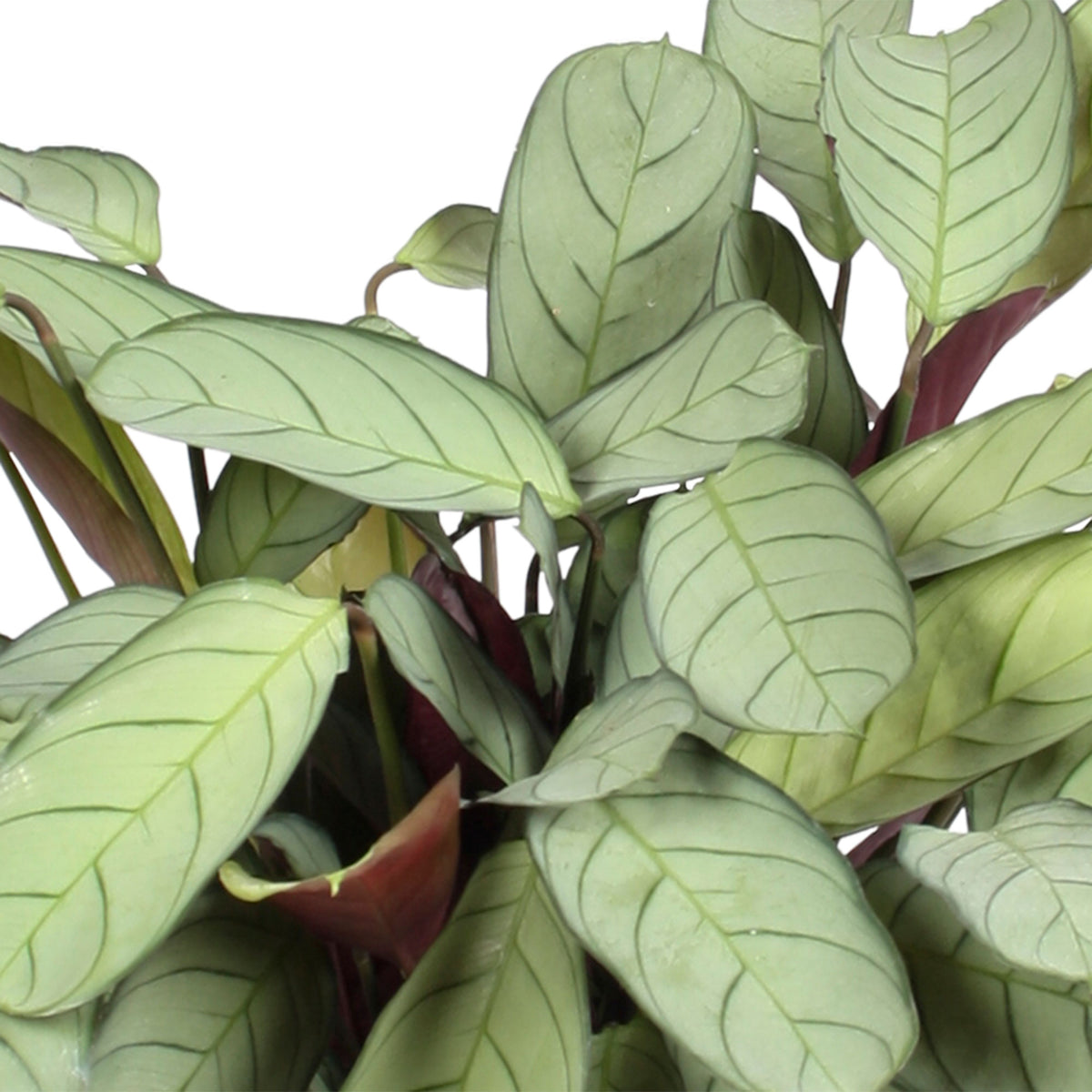 Fishbone Prayer Plant Ctenanthe amagris