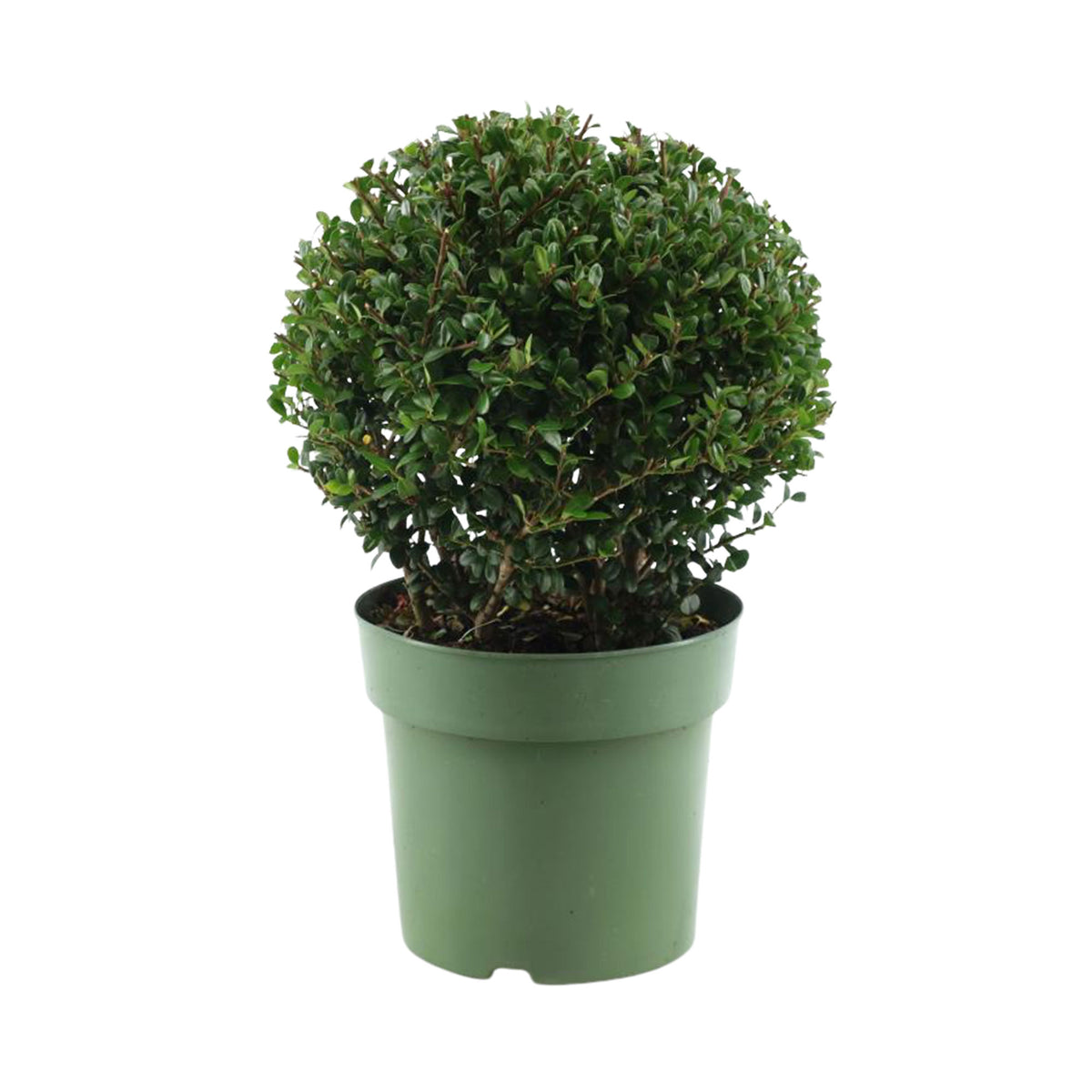 Japanese holly Ilex crenata Spherical