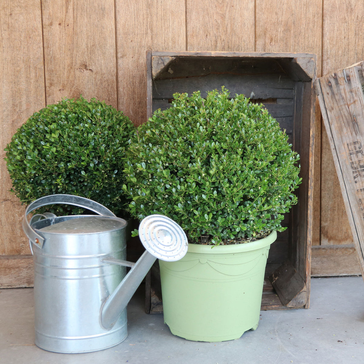 Japanese holly Ilex crenata Spherical