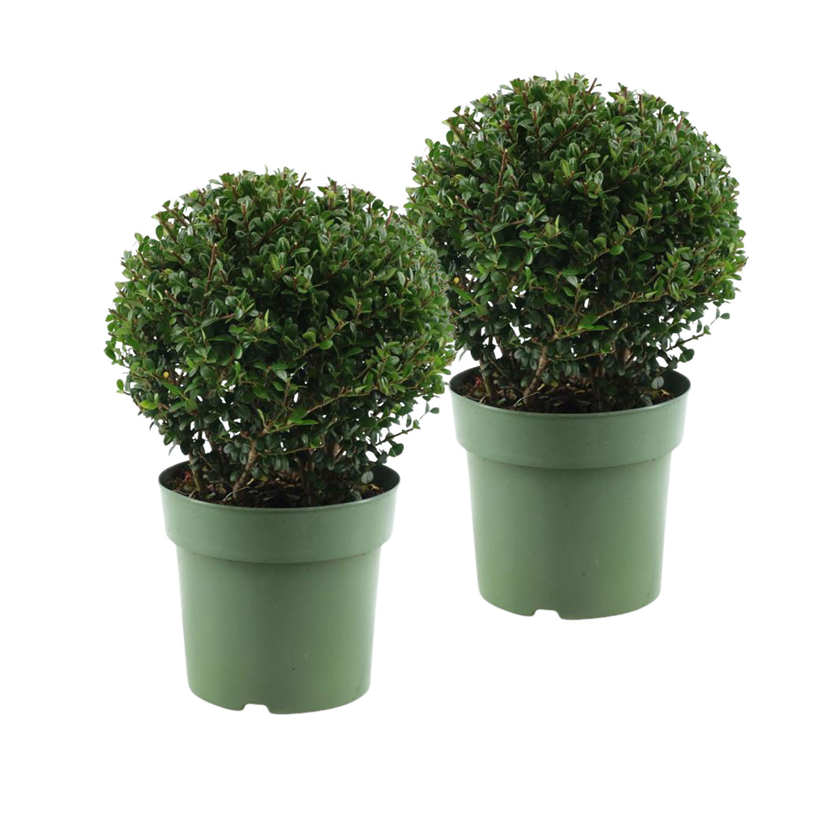 Japanese holly Ilex crenata Spherical
