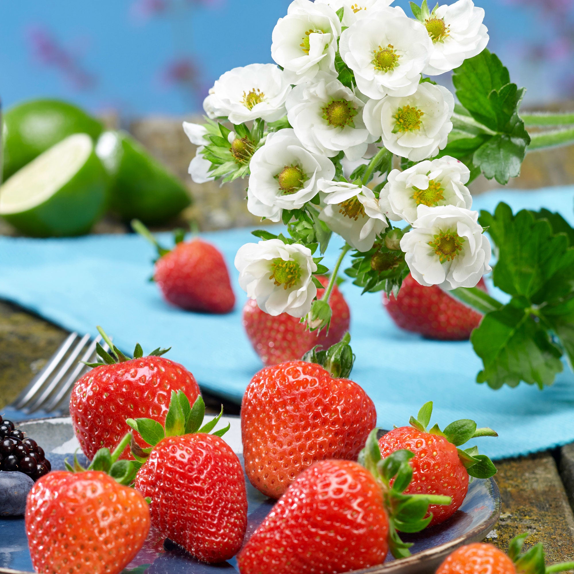 Buy 3x Strawberry Fragaria 'Summer Breeze Snow' - Organic in a pot