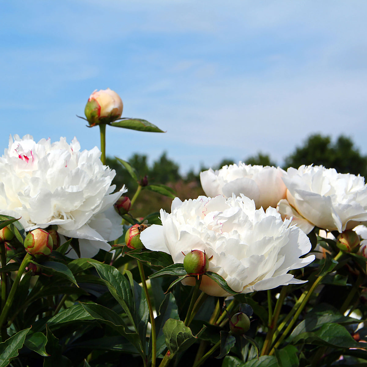 Peonies Paeonia 'White Sarah' white - Bare rooted - Hardy plant
