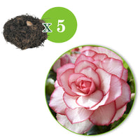 5x Double begonia 'Bouton de Rose' pink