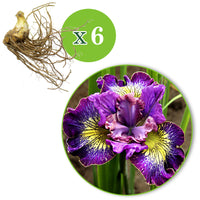 3x Siberian iris 'How Audacious' purple-white-yellow - Bare rooted - Hardy plant