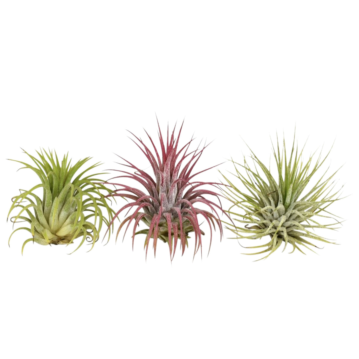 3 Bromelia Tillandsia 'Rubra' Red-Green
