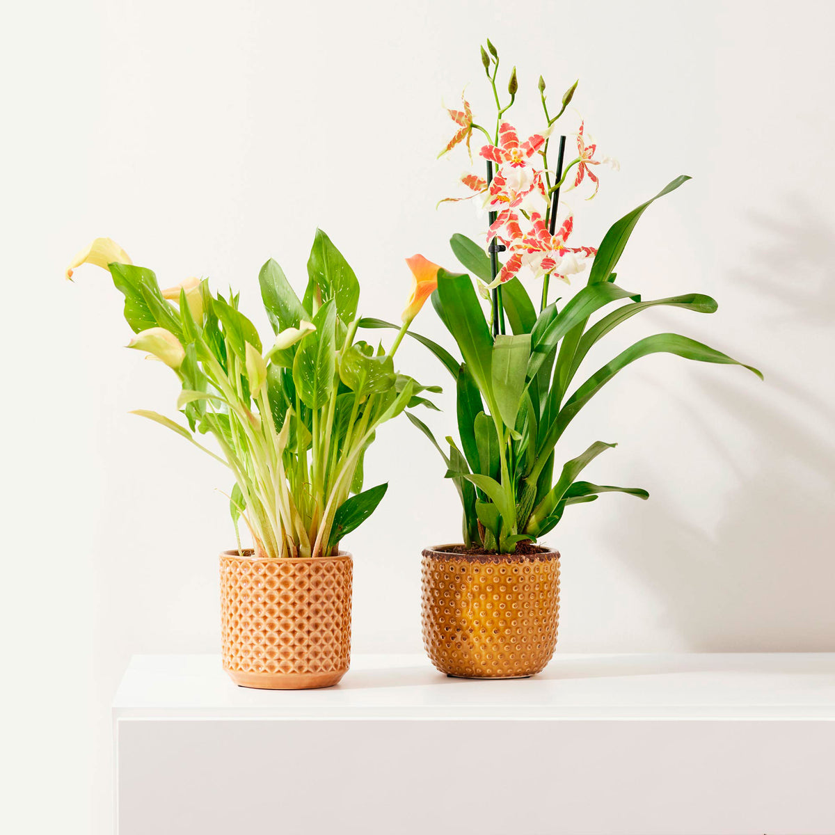 Arum Zantedeschia 'Moring Sun' orange