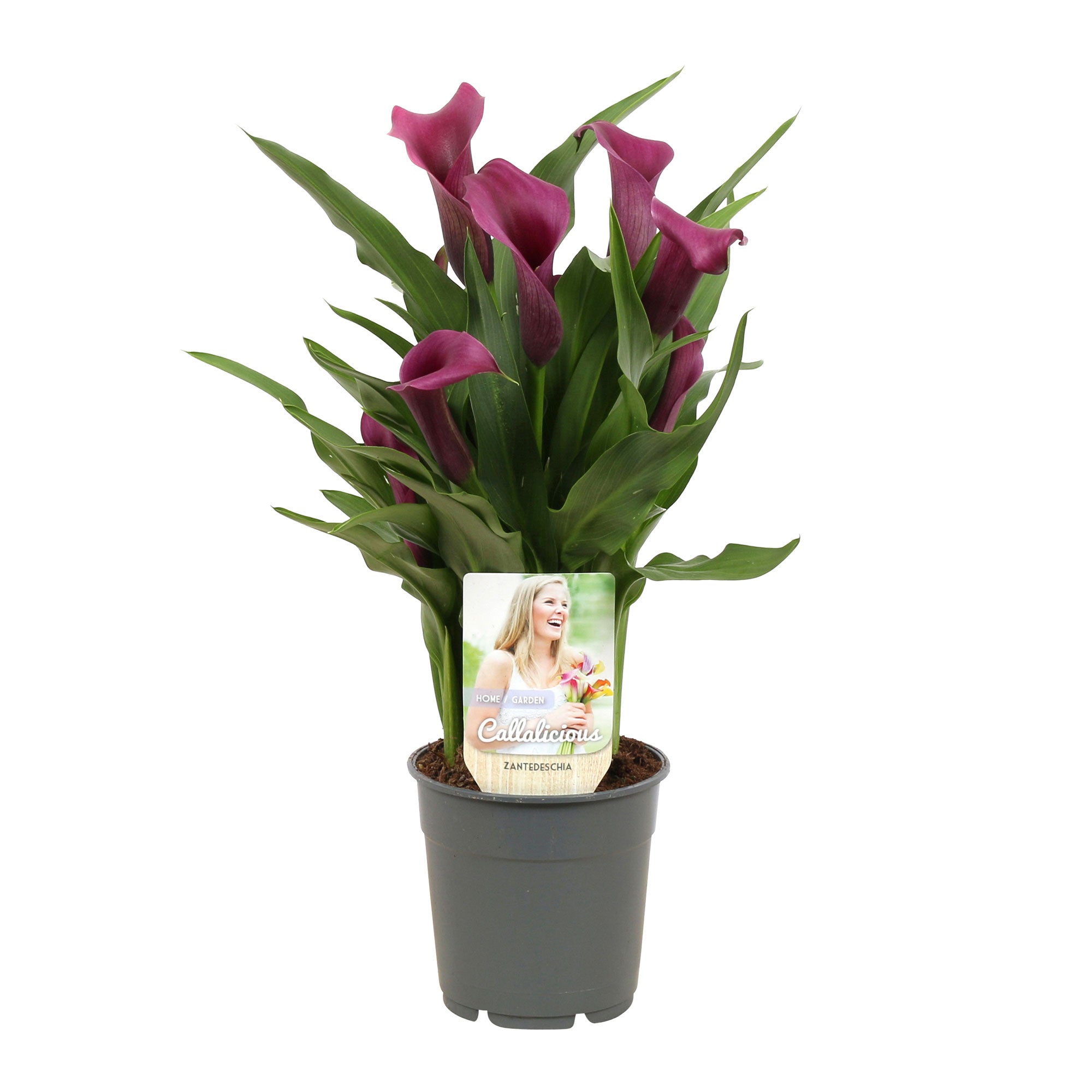 2x Arum Zantedeschia 'Paco' purple