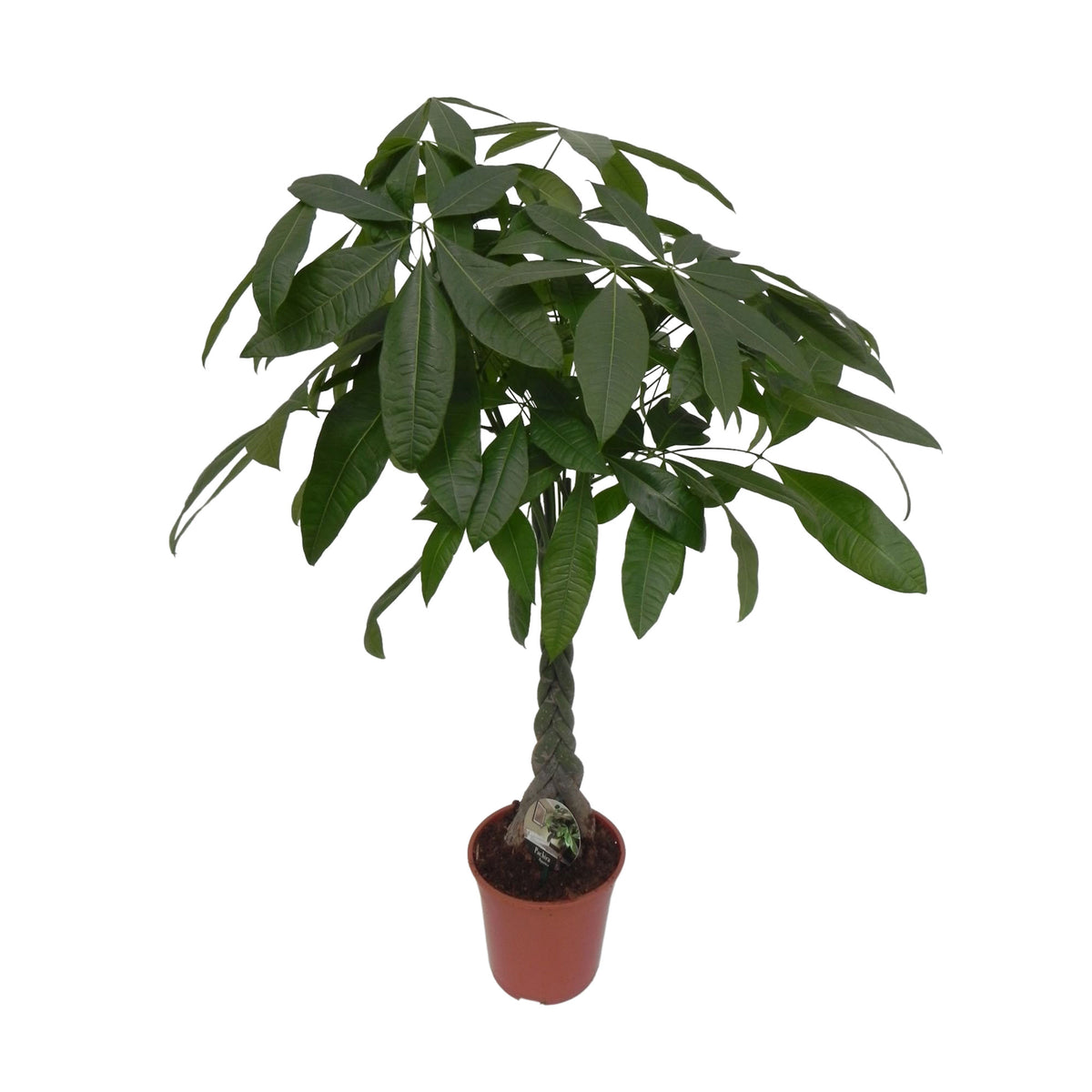 Money tree Pachira aquatica braided stem