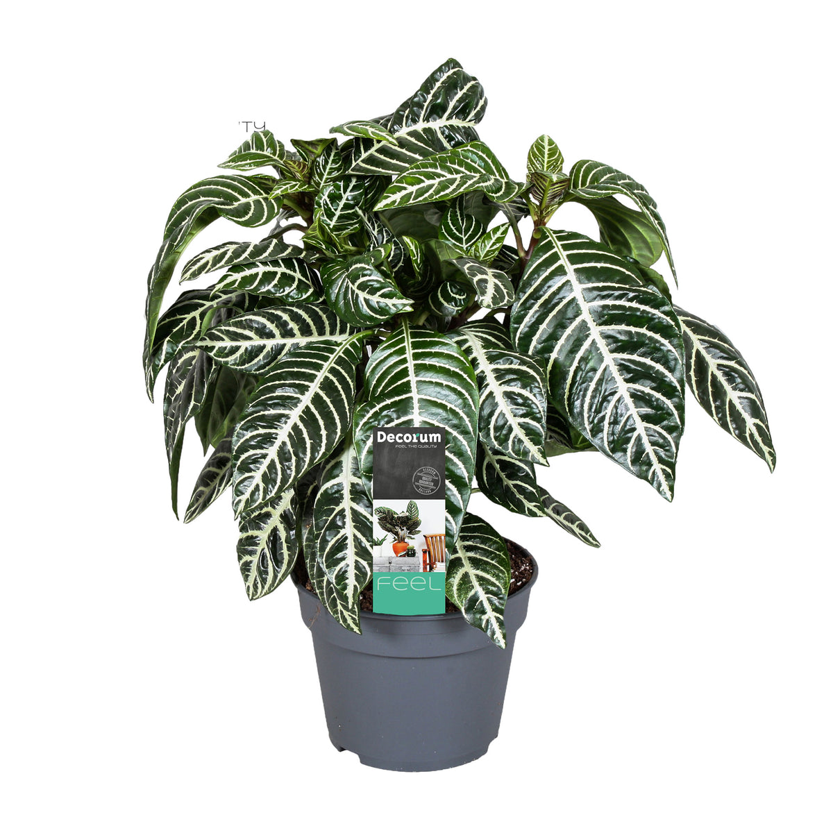 Zebra plant Aphelandra 'Botanica' Green-White