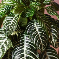 Zebra plant Aphelandra 'Botanica' Green-White