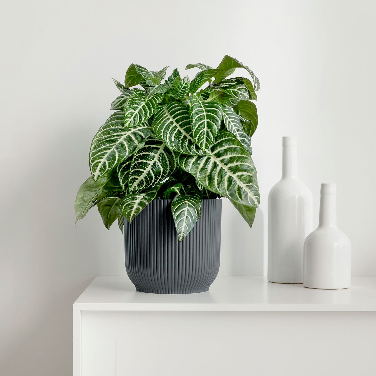 Zebra plant Aphelandra 'Botanica' Green-White