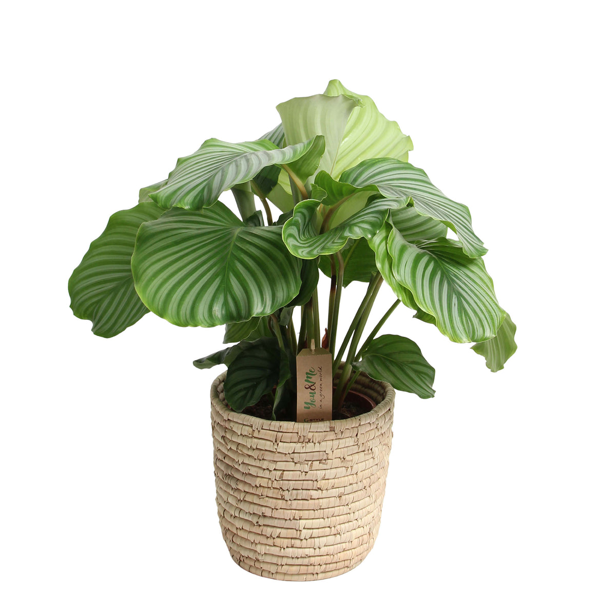 Calathea orbifolia with palm leaf basket