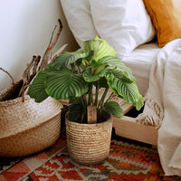 Calathea orbifolia with palm leaf basket