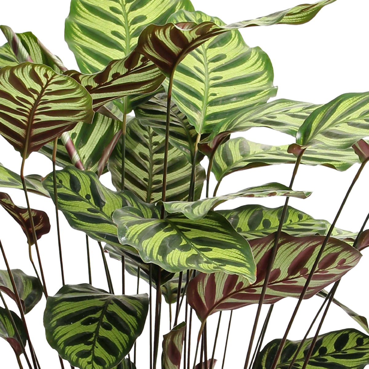 Calathea makoyana with basket