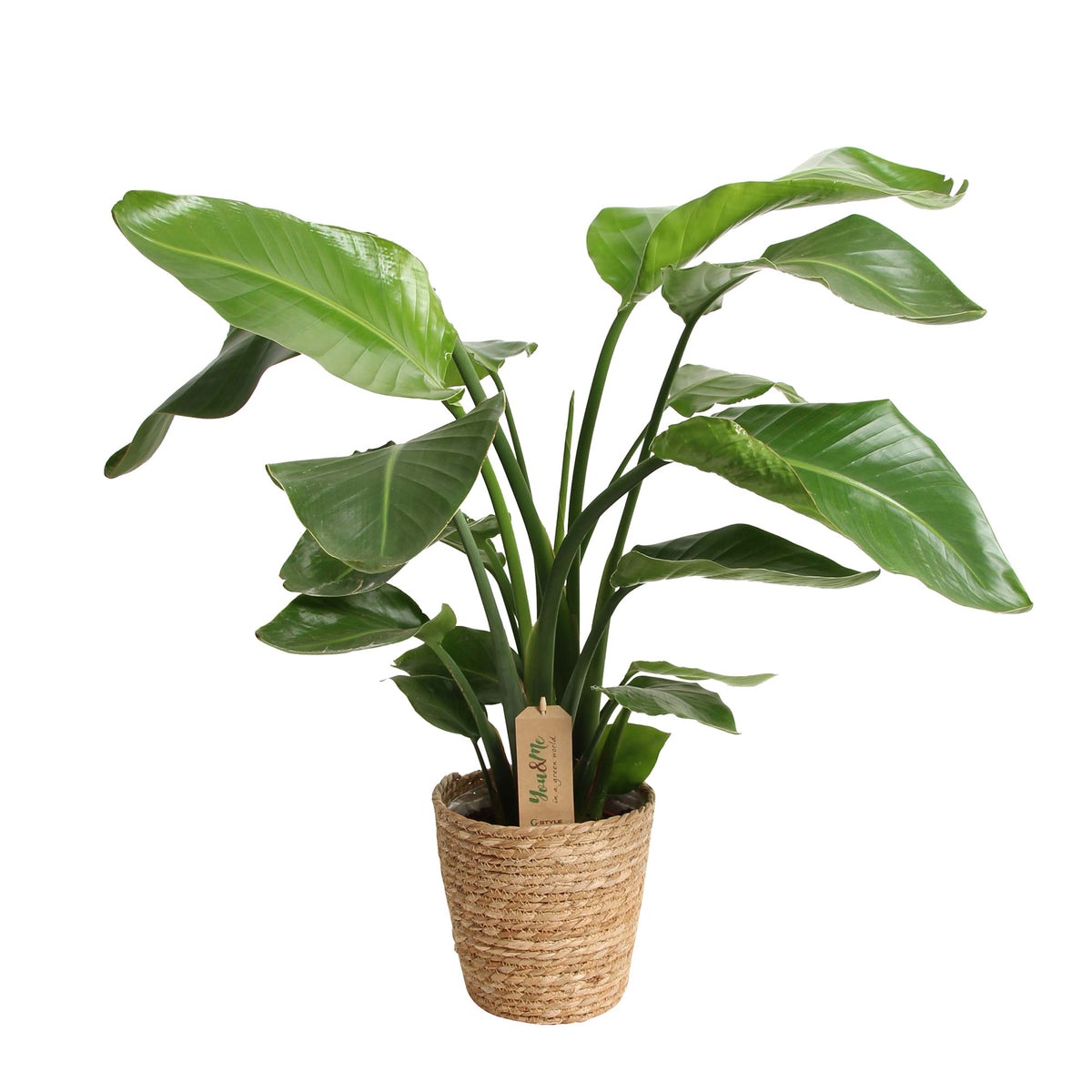 Bird of paradise plant Strelitzia nicolai incl. basket