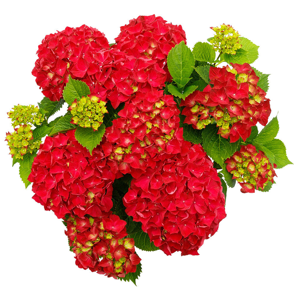 Bigleaf hydrangea Hydrangea macrophylla Red - Hardy plant